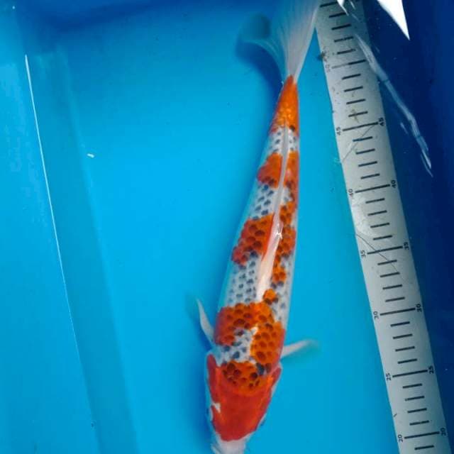 Goshiki 35 cm