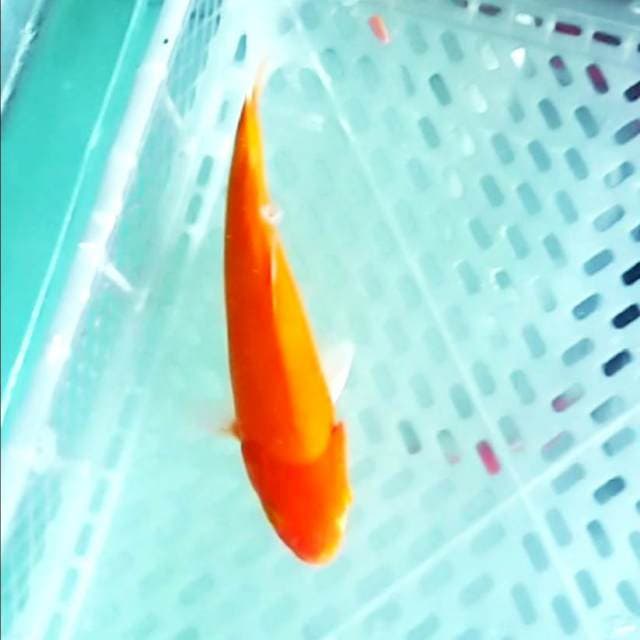 30cm bu aka hajiro jreng