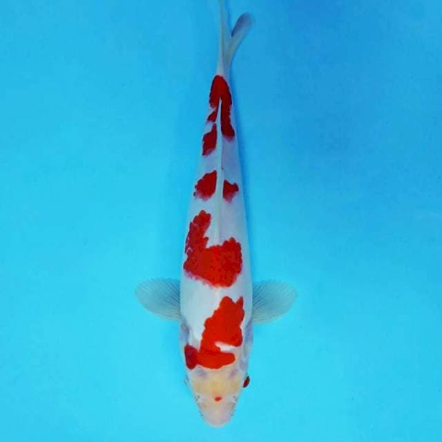 GOSHIKI 7 ~ KOHAKU 4 STEPS,-