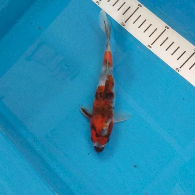 Showa 18 cm