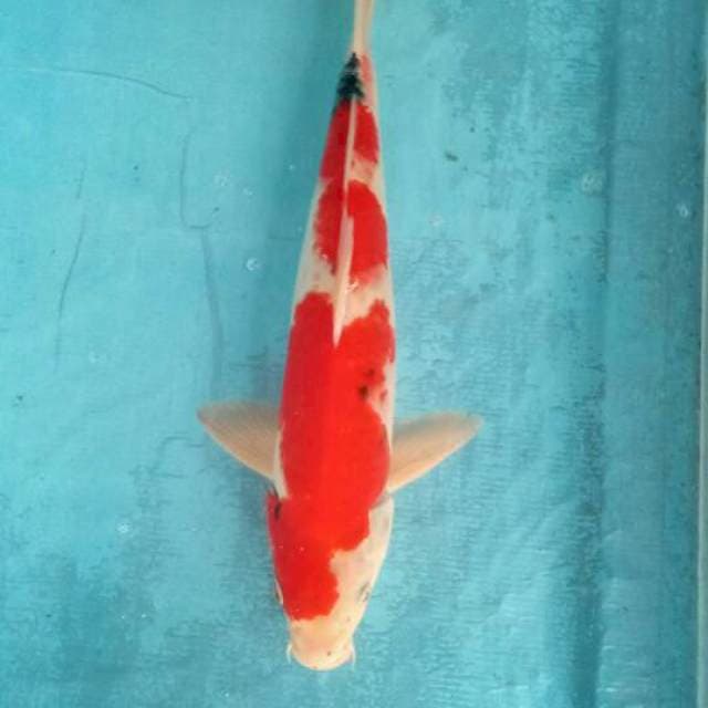 Sanke 38cm