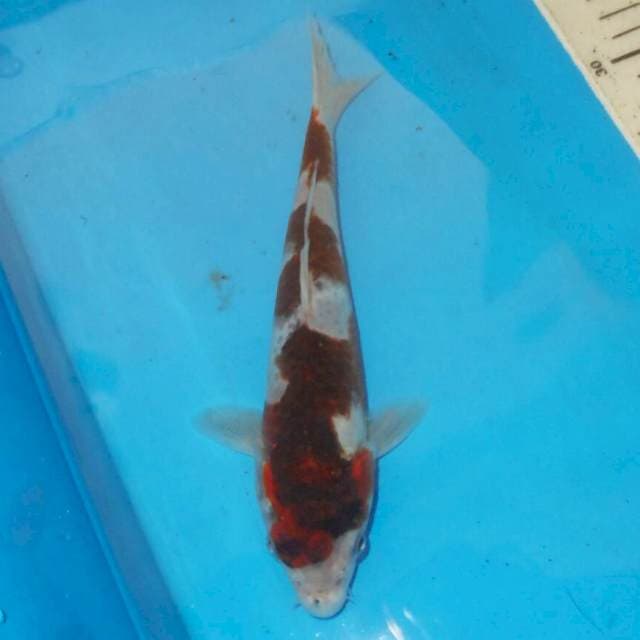 BUDO KOROMO