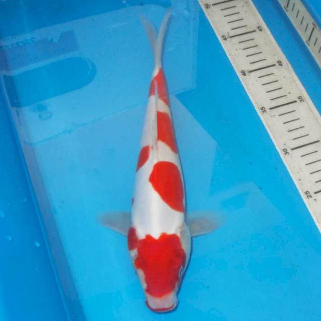 KOHAKU TOTOL TOTOL