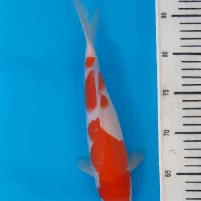 Menkaburi kohaku tri step