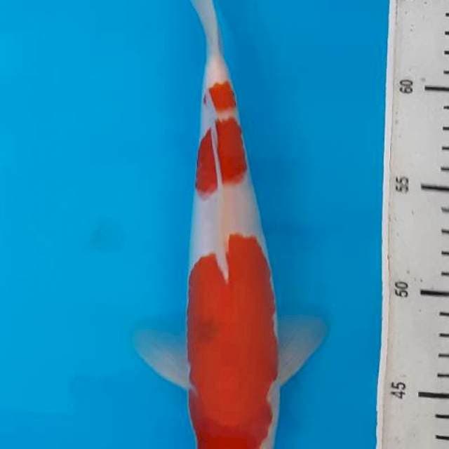 Sandan kohaku