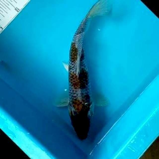 Ochiba*30cm