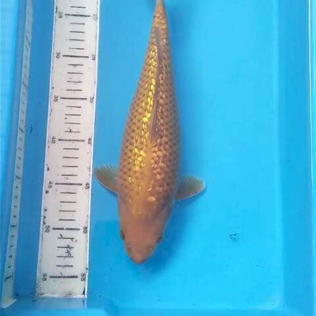 Chagoi Ginrin 35 Mening