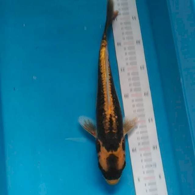ANTIK SISIK NAGA 32CM