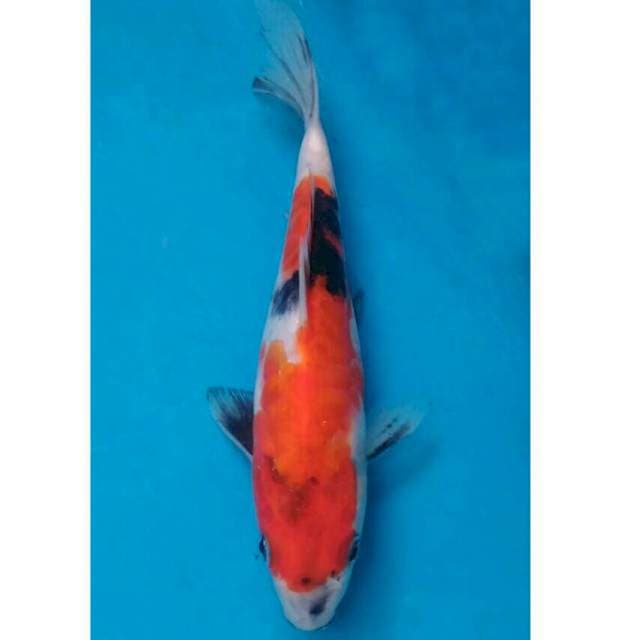 Showa Import non serti