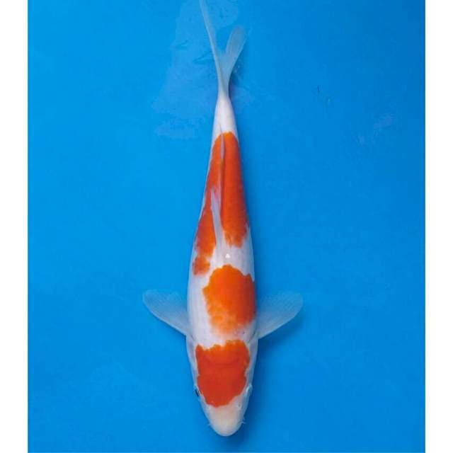 Kohaku Import non serti