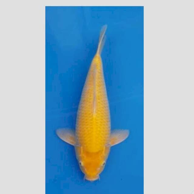 karasi 50BU