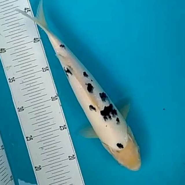 BEKKO #31CM