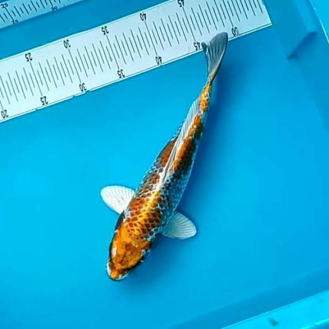 IWAK #30CM