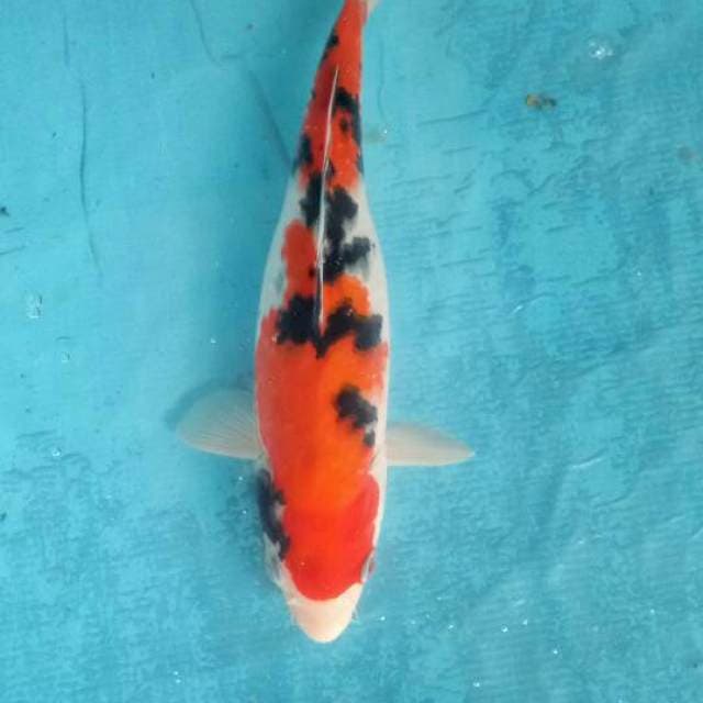 Sanke 28cm