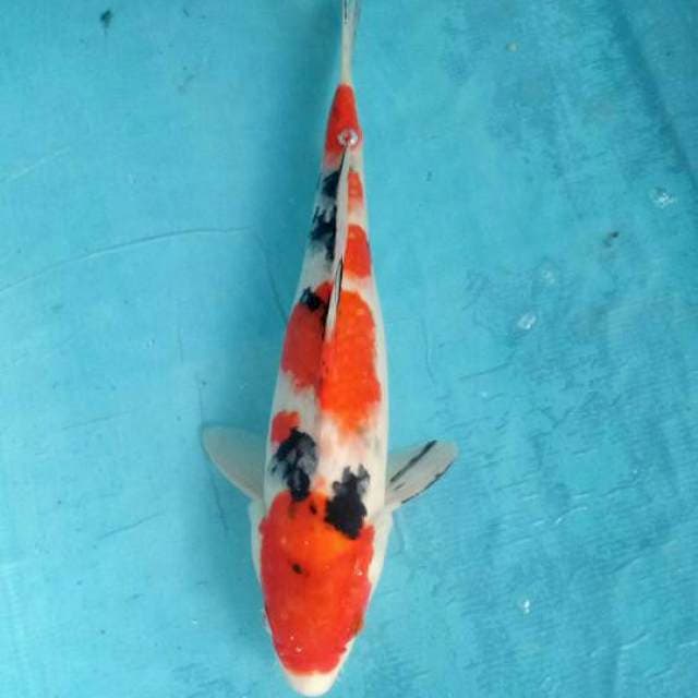Sanke 36cm