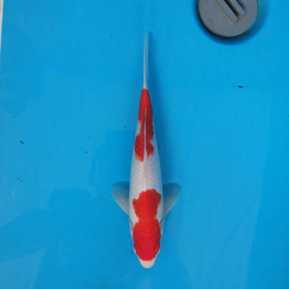 Nidan Kohaku