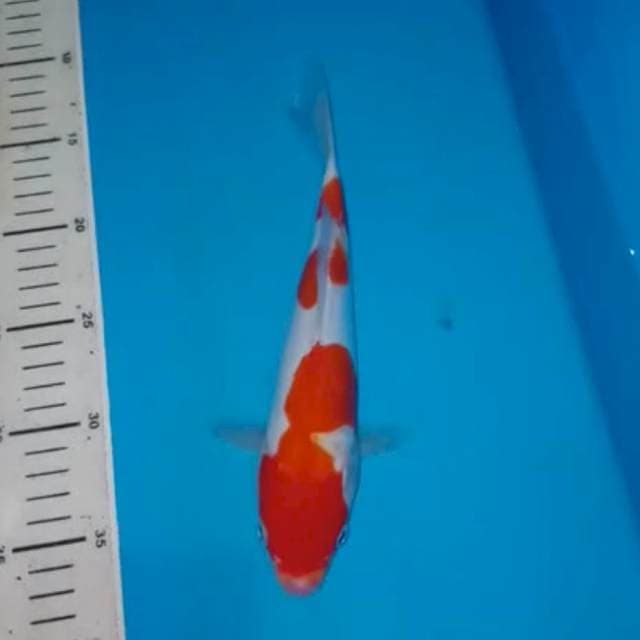 3STEP KOHAKU