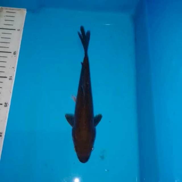 PENJINAK KOLAM