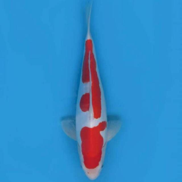 Nidan Kohaku Doitsu Murni - 33cm Female 
