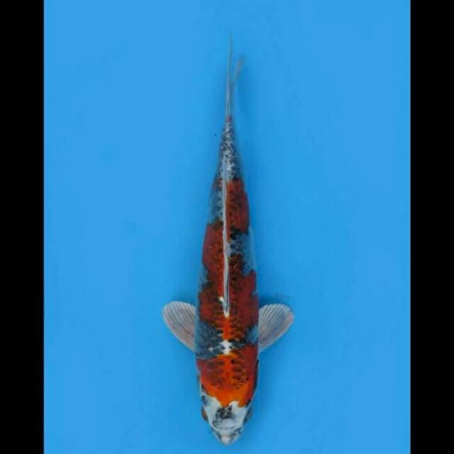 Beni Ginga - 33cm Male 