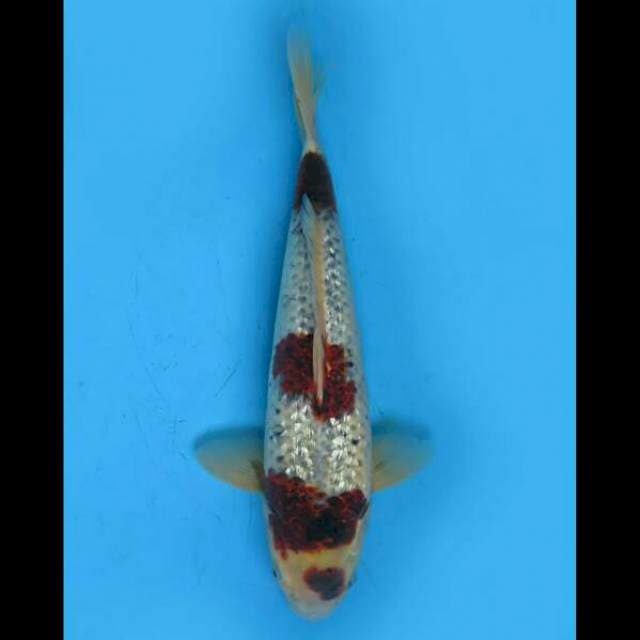 Budo Goshiki Ginrin - 37cm Male 