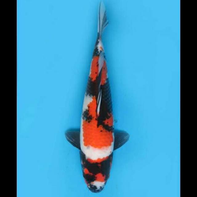 Showa Sanshoku - 42cm Male 