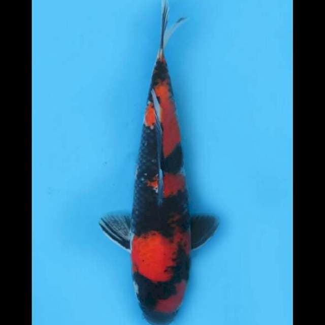 Hi Showa Strong - 37cm Male 