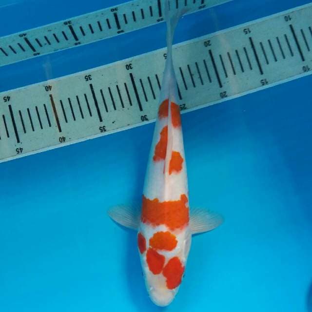 Kohaku
