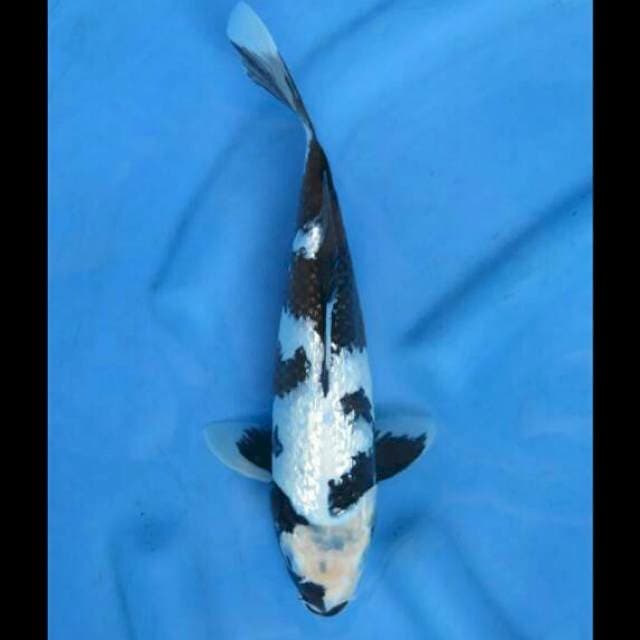 33cm Female  - Shiro Full Ginrin SQ 