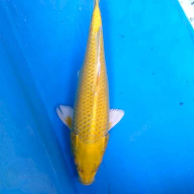 KIN MATSUBA BERSIH