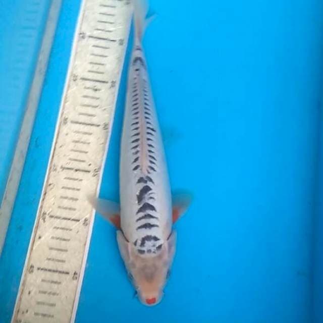 Shusui 32cm