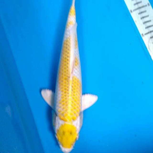 Maruten hariwake