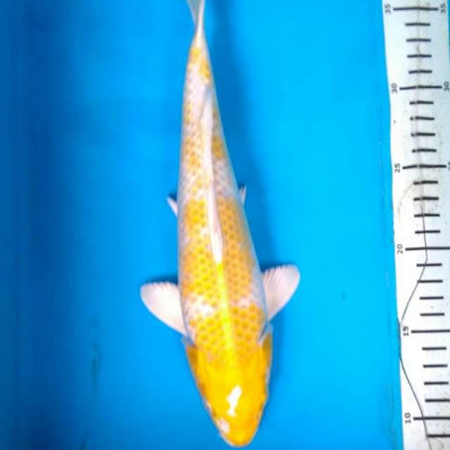 Hariwake