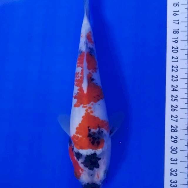 Showa kanoko 21cm