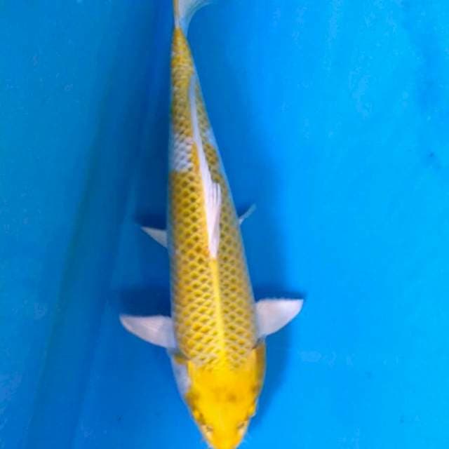 Hariwake