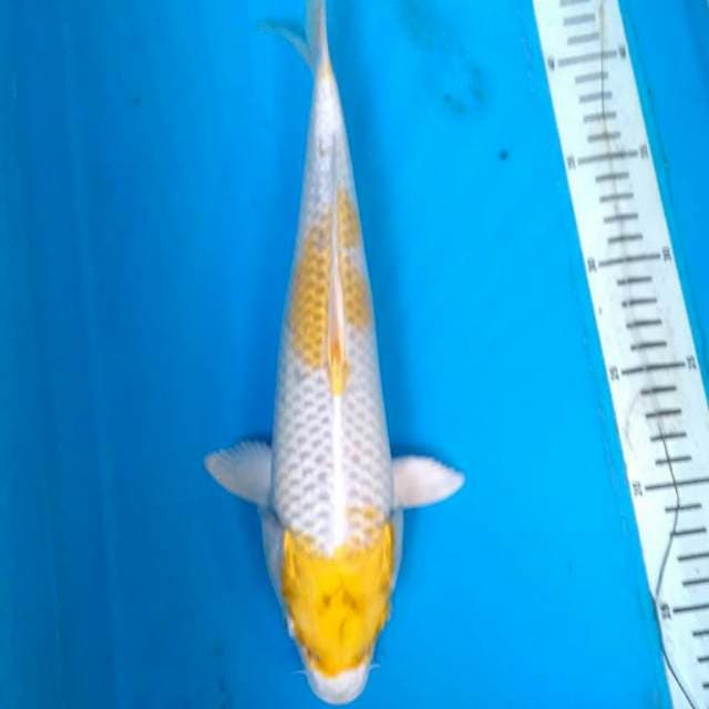 Hariwake