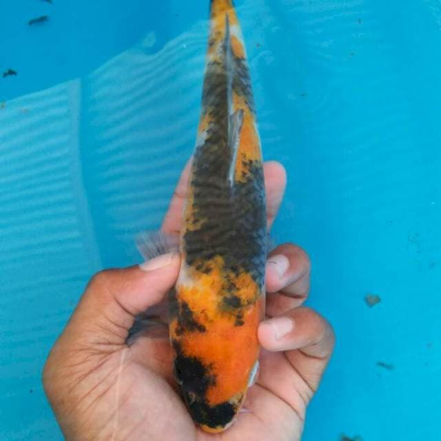 Showa 23cm
