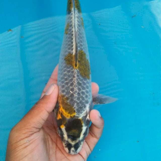Kogane ociba 26cm