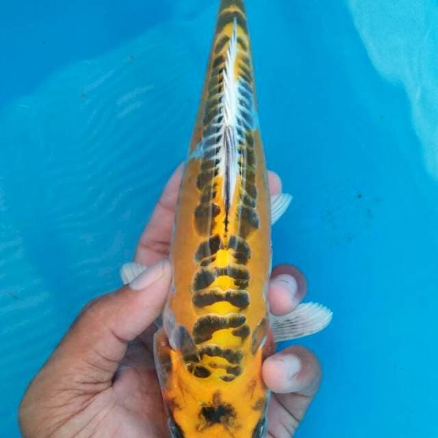 Mizhuo 26cm