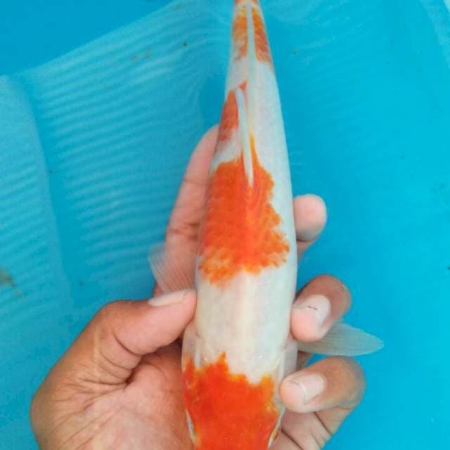 Kohaku 25cm