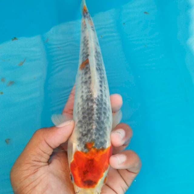 Hampir tanco ori 24cm