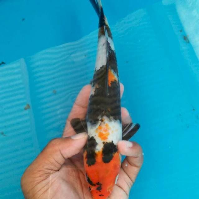 Showa2 24cm