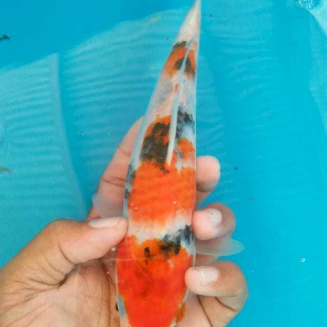 Sanke 22cm
