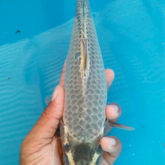 Matsuba langka 27cm
