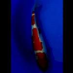 Kohaku - 30 cm