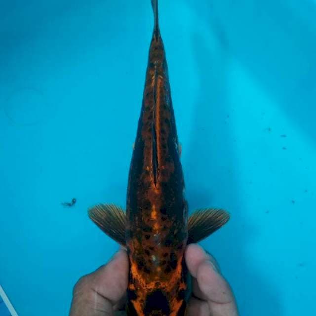 Antik 25 cm