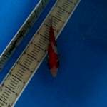Kohaku 25cm