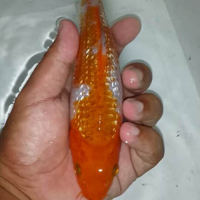 Ociba sigute ginrin