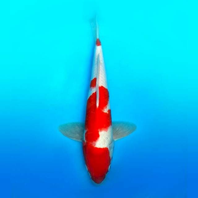 Kohakue 39cm