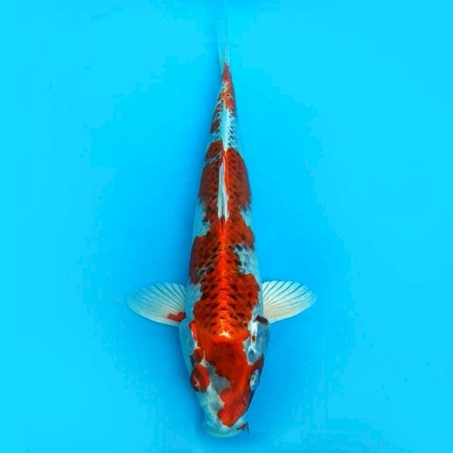 Kujaku e 31cm